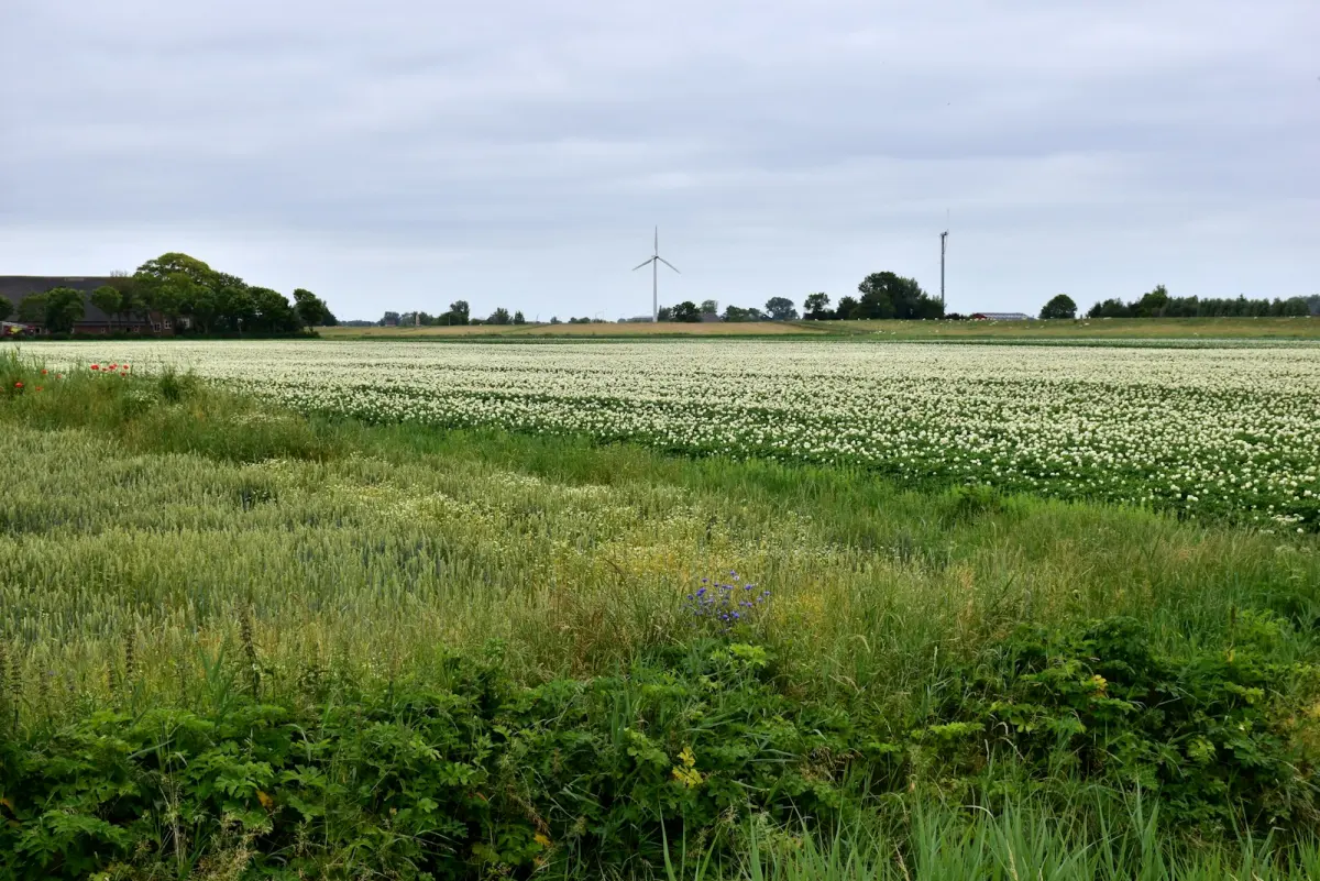 Stroomstoring Friesland windmolens netcongestie: